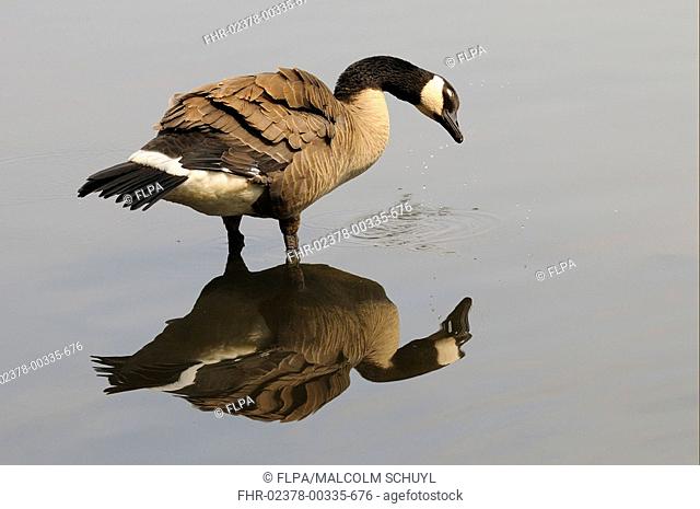 Canada Goose Branta canadensis adult, shaking head, standing in water with reflection, Vancouver Is , B C , Canada