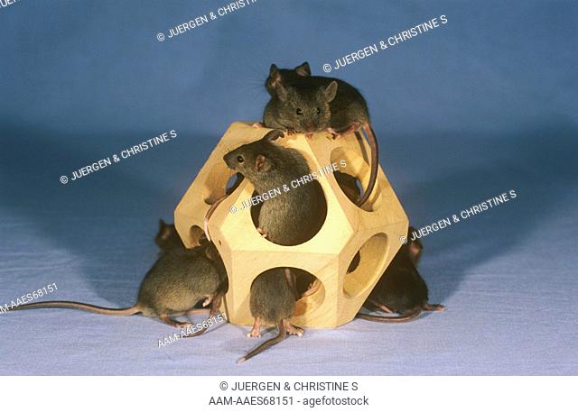 House Mice (Mus musculus) in wooden Toy