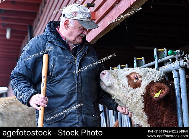 19 January 2021, Brandenburg, Löhme: Hans-Ulrich Peters, farmer, stroking one of his Simmental cattle. On 20 and 21 January