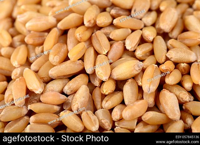 Heap Wheat grains on background. Close up