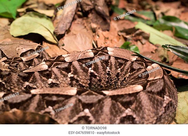 Close up of a Gaboon viper's camouflaged skin