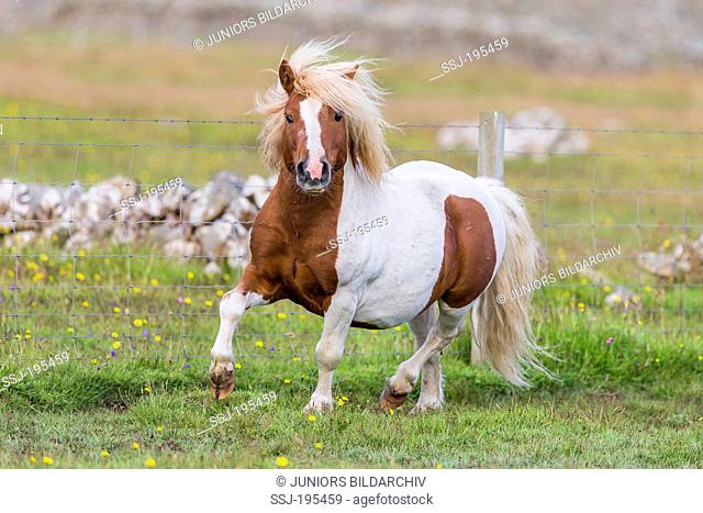 Shetland Pony. Skewbald stallion trotting on a pasture. Shetlands, Unst