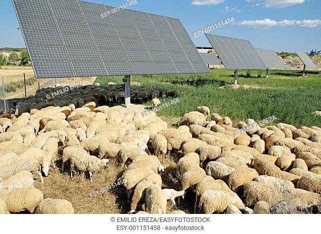 Flock and solar panels, Arbeca, Lleida, Catalonia, Spain