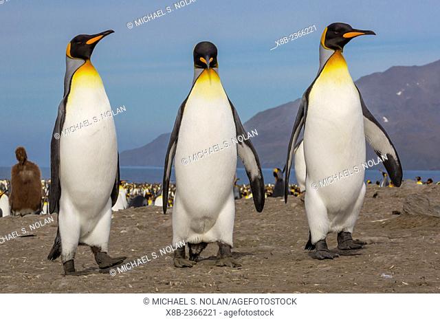 King penguin, Aptenodytes patagonicus, breeding colony at St. Andrews Bay, South Georgia, UK Overseas Protectorate