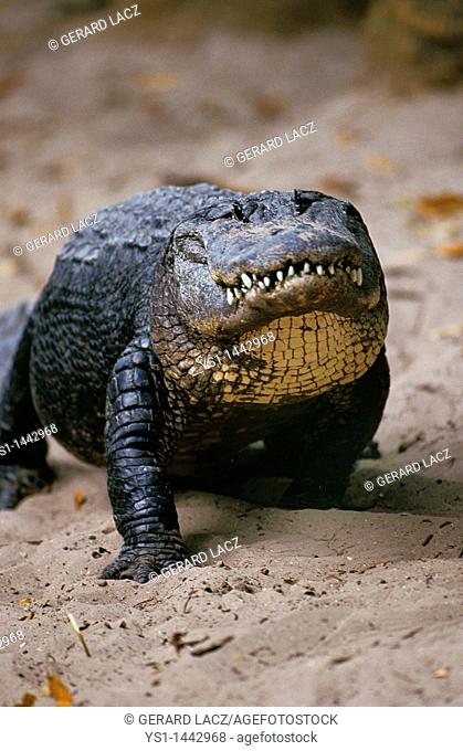 AMERICAN ALLIGATOR alligator mississipiensis, ADULT
