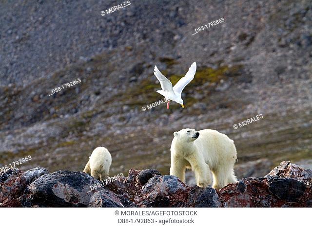 Norway , Spitzbergern , Svalbard , Polar Bear female and young , near by a nest of Glaucous Gull , the birds are attacking the bears