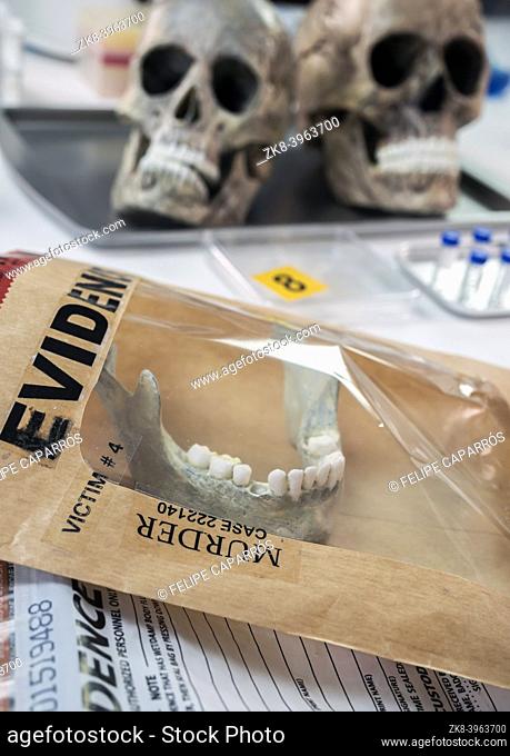 Evidence bag with human lower jaw in forensic lab murder investigation, conceptual image
