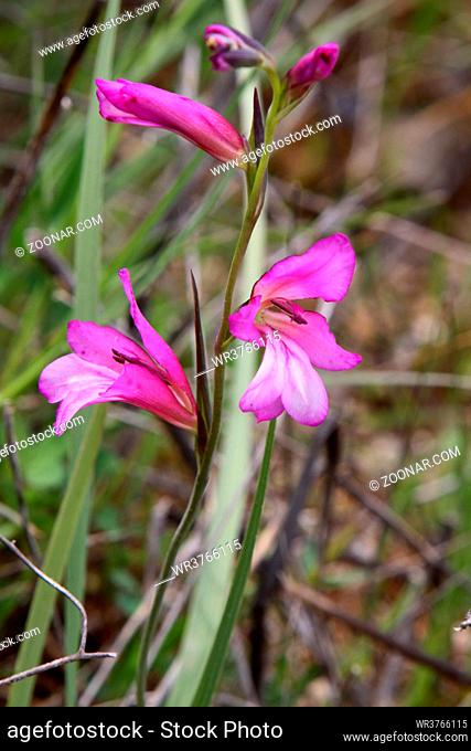 Saatsiegwurz, Saat-Siegwurz (Gladiolus italicus, Gladiolus segetum), Einzelbluete