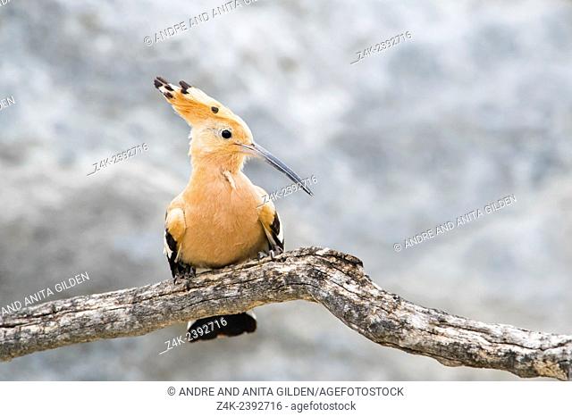 Hoopoe (Upupa epos) perched on a branch of a dead tree