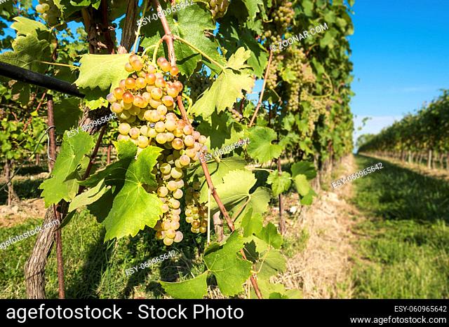 An image of wine grapes in Italy