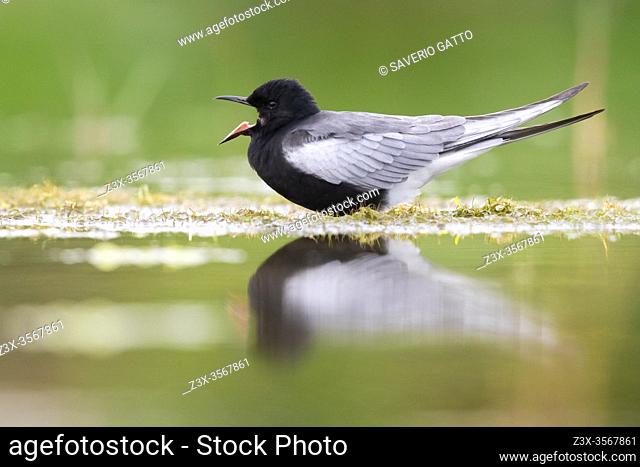 White-winged Tern (Chlidonias leucopterus), side view of an adult in breeding plumage standing in the water, Campania, Italy