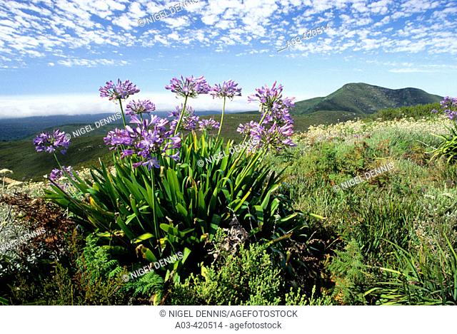 Fynbos flora, Agapanthus, Agapanthus praecox, Mossel Bay, Southern Cape, South Africa