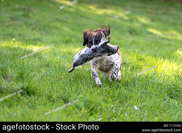 Hunting dog, Springer spaniel, retrieves rabbits, Vulkaneifel, Rhineland-Palatinate, Germany, Europe