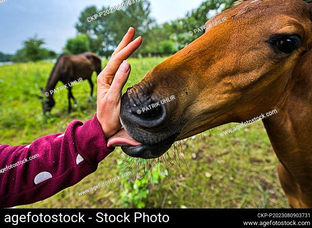 Horses help to graze the grass in the Kosteliska bird park near Dubnany, Hodonin region, Czech Republic, August 9, 2023. (CTK Photo/Patrik Uhlir)