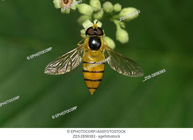 Fly , Unidentified , Aarey Milk Colony , INDIA. Flies belong to their order Diptera of insects. The name Diptera arises from Green words 'di' meaning 'two' and...