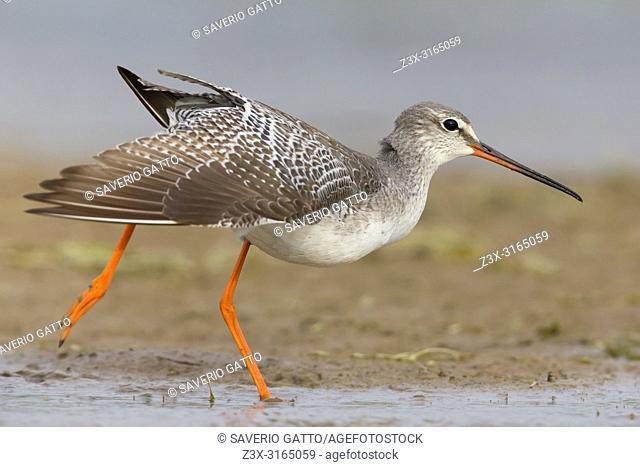 Spotted Redshank (Tringa erythropus), adult in winter plumage stretching a wing, Campania, Italy