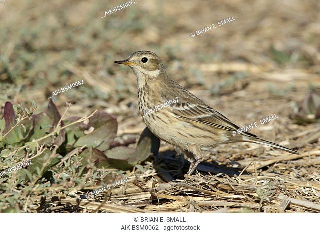 Adult non-breeding American Buff-bellied Pipit (Anthus rubescens rubescens) standing on the ground in Riverside County, California, USA