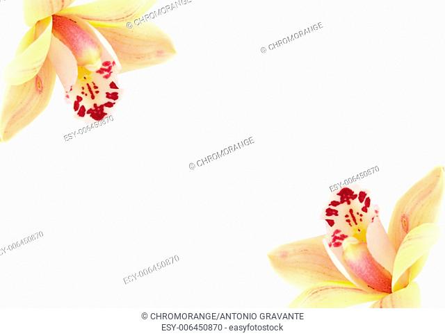 Frame of orchid flowers on white background