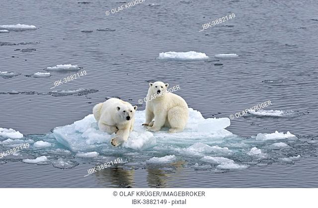 Polar Bears (Ursus maritimus), female and juvenile on an ice floe in the pack ice, Spitsbergen Island, Svalbard Archipeligo, Svalbard and Jan Mayen, Norway