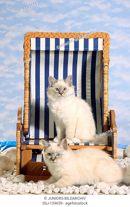 two Sacred cats of Burma with beach chair