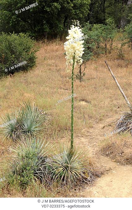 Chaparral yucca or spanish bayonet (Hesperoyucca whipplei or Yucca whipplei) is a perennial plant native to California (USA) and Baja California (Mexico)