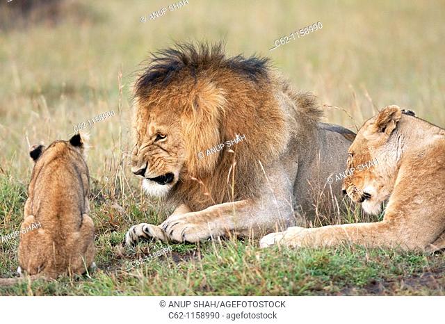 Mature male lion and lioness (Panthera leo) snarling at approaching cub aged 6-9 months, Maasai Mara National Reserve, Kenya
