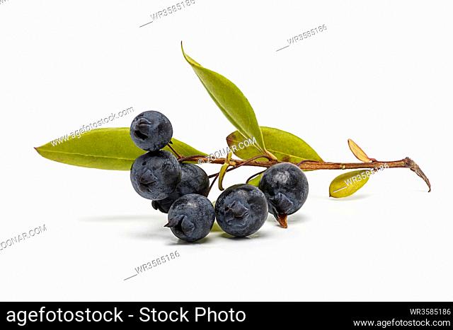 Myrtle berries and branch isolated on white background
