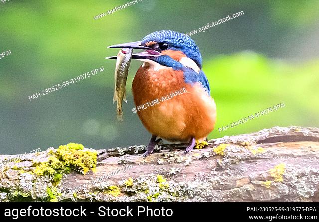 dpatop - 25 May 2023, Lower Saxony, Laatzen: A kingfisher with a small fish in its beak lingers on a branch in the Alte Leine in the nature reserve ""Leineaue...
