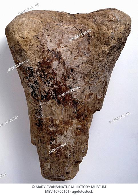A fossil specimen of a femur fragment, or thigh bone that once belonged to the dinosaur, Bothriospondylus madagascariensis