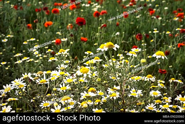 Meadow daisies in spring at Coursan