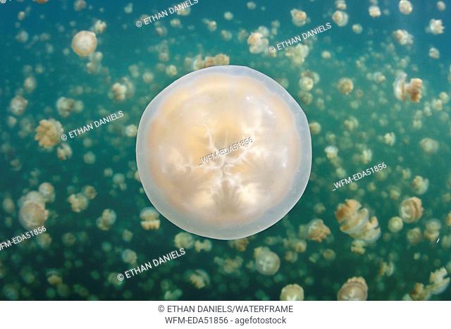 Mastigias Jellyfish in Jellyfish Lake, Mastigias papua etpisonii, Micronesia, Palau
