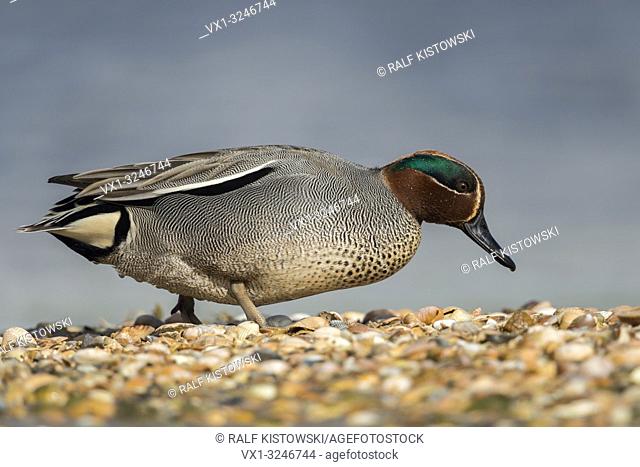 Teal / Krickente ( Anas crecca ), male adult, smallst duck in Europe, in its breeding dress, walking over a mussel bank, searching for food