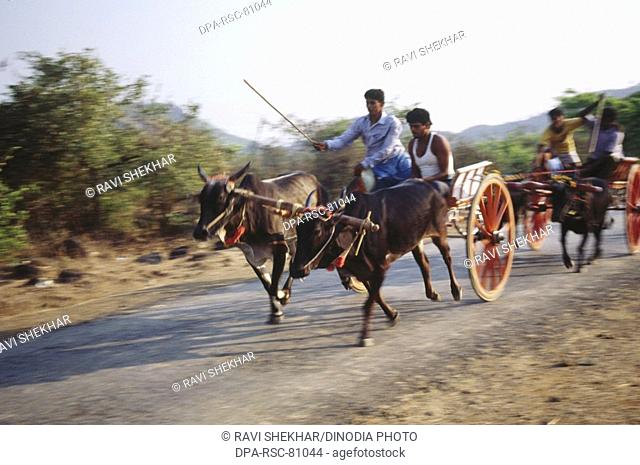 Bullock Cart Race , Maharashtra , india