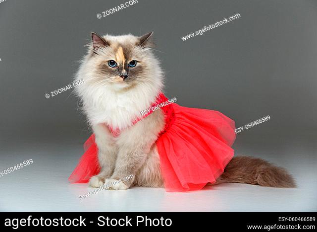 beautiful long fur birma cat wearing pink coral dress isolated on white. studio shot. copy space