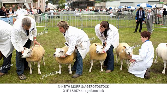 Sheep on show in competition at the Royal Welsh Agricultural Show, Builth Wells, Wales, 2011
