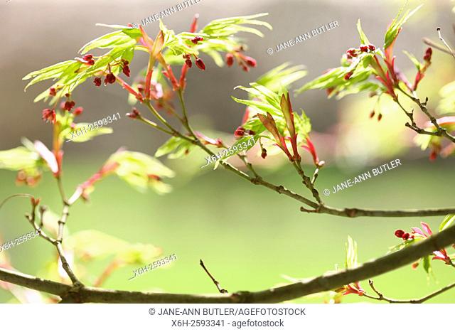 acer palmatum 'shinobuga oka' in Spring, hope and vitality