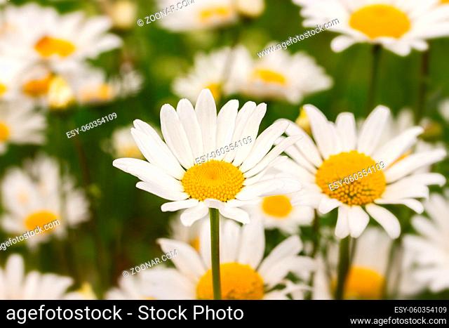Blossom chamomile meadow, large white daisy flowers close-up, backdrop nature background. Blooming meadow, wild fresh chamomile flowers in nature