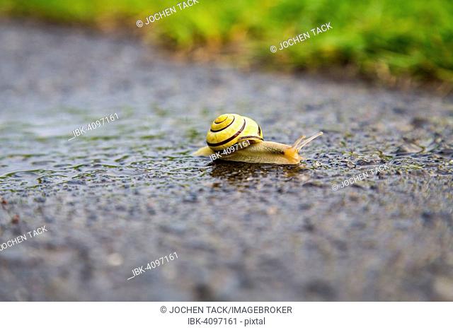 Grove snail (Cepaea nemoralis), on wet asphalt, Germany
