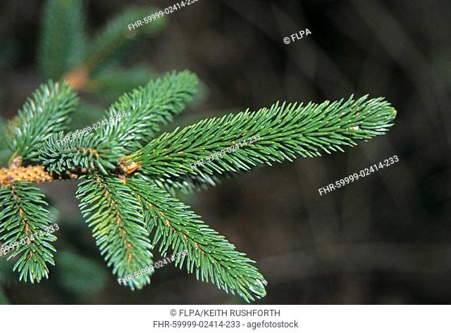 Glehn Spruce Picea glehnii leaf