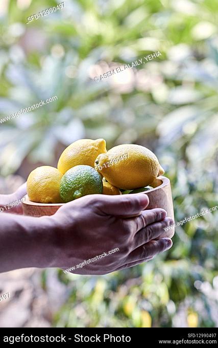 Hands holding freshly harvest lemons