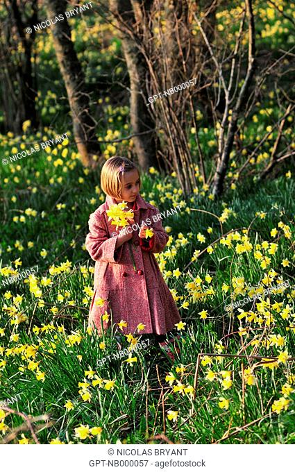 GIRL PICKING DAFFODILS IN THE BOIS DE CISE WOODS, AULT, BAY OF SOMME, SOMME 80, FRANCE