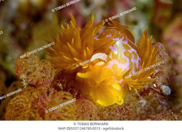 Nudibranch, janolus ignis