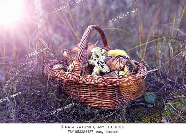 Wicker brown basket with forest edible mushrooms in the middle of the grass in the rays of the setting sun