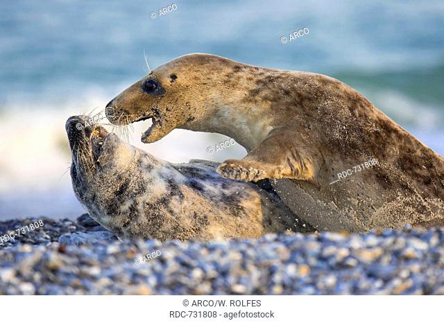 Grey Seal, Halichoerus grypus, Heligoland, Schleswig-Holstein, Germany