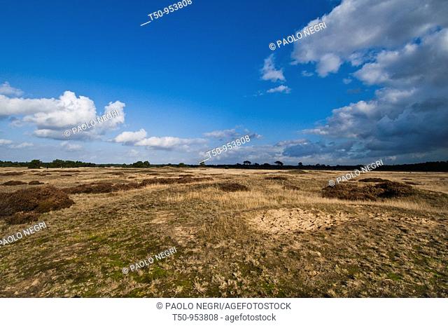 Netherlands National Park De Hoge Veluwe, landscape