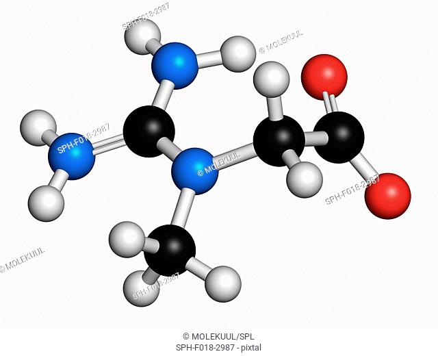 Creatine molecule. Often used in food supplements. Atoms are represented as spheres with conventional colour coding: hydrogen (white), carbon (grey)