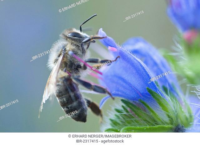 Honey bee (Apis mellifera) on Viper's Bugloss or Blueweed (Echium vulgare), Tinner Dose, Haren, Emsland region, Lower Saxony, Germany, Europe