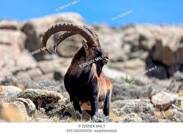 Very rare Walia ibex, Capra walia, one of the rarest ibex in world. Only about 500 individuals survived in Simien Mountains in Northern Ethiopia, Africa