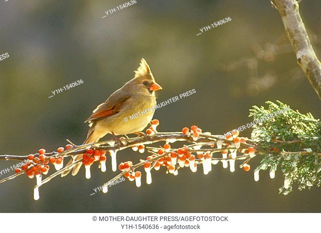 Female cardinal, Cardinalis cardinals, glowing with afternoon light perching on a branch of holly berries covered in ice, Missouri, USA