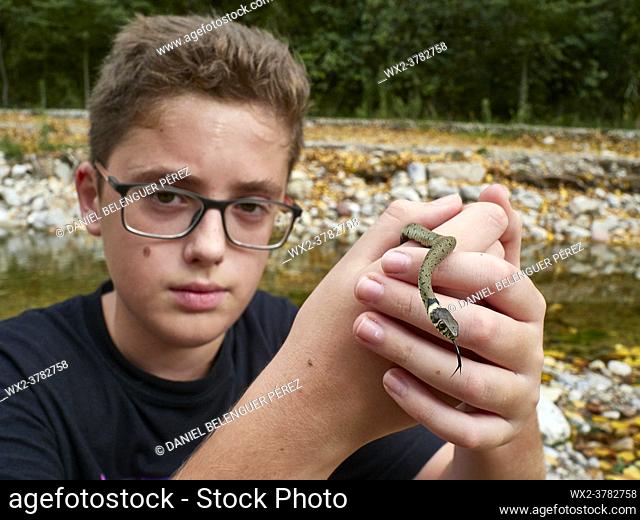 Kid holding a young european grass snake on Villahermosa river, Castellón, Valencian Community, Spain, Europe